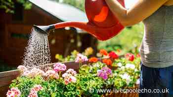 Garden plants will thrive in summer if watered at particular time of day — not the morning