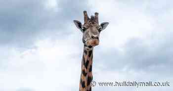 Excitement as Yorkshire Wildlife Park welcomes new giraffe - in pictures