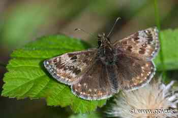Norfolk heath restored after decade of nature recovery work