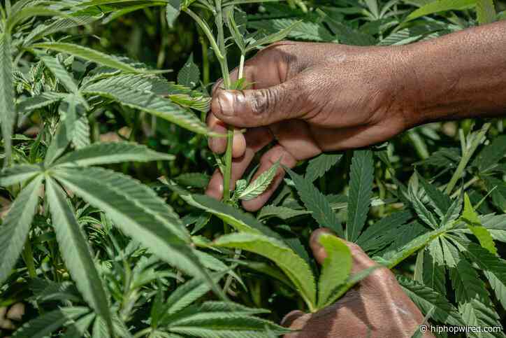 For Papas Who Puff & Dads Who Dab: Check Out Our 2026 Father’s Day Cannabis Gift Guide