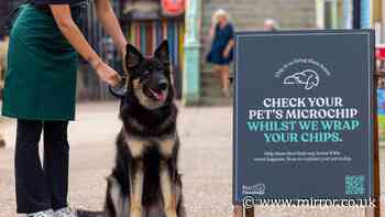 Pet expert reveals the one thing you shouldn’t do when your furry friend goes missing
