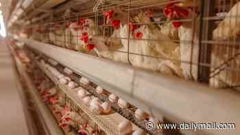 One dead and hundreds more sickened with deadly antibiotic-resistant bacteria linked to chicken across 42 states