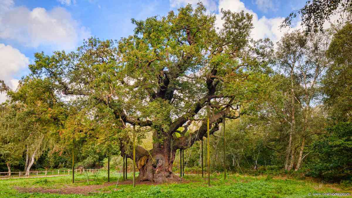 Twaalfhonderd jaar oude 'Robin Hood-boom' in Engeland bezweken