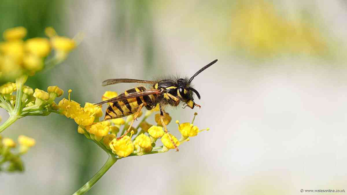 Deter wasps from gardens and homes with simple 10p household item