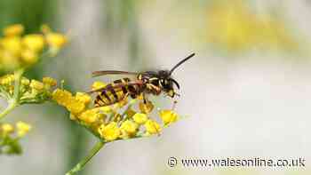 Deter wasps from gardens and homes with simple 10p household item