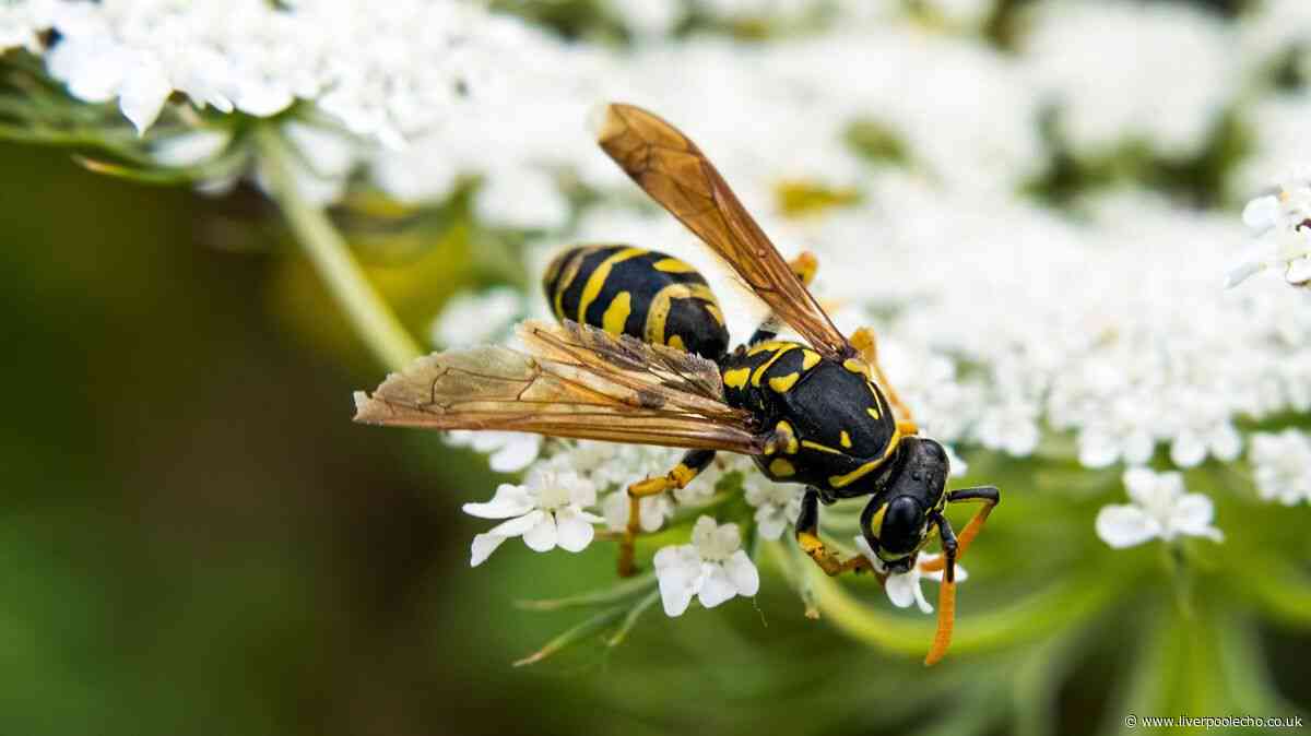 Gardeners urged to use simple 10p item to stop wasps from nesting this summer