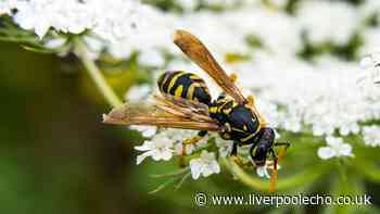 Gardeners urged to use simple 10p item to stop wasps from nesting this summer