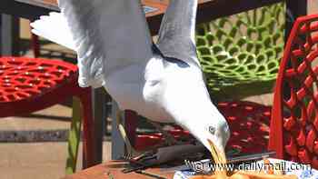 Wetherspoon pub plagued by greedy seagulls divides opinion over warning stolen food will not be refunded