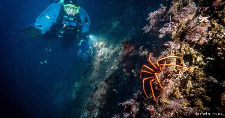 The search for a mysterious creature in Antarctica that could help cure skin cancer