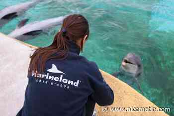 « Ces transports vont être attaqués » : départ imminent des 12 dauphins de Marineland pour l’Espagne ?