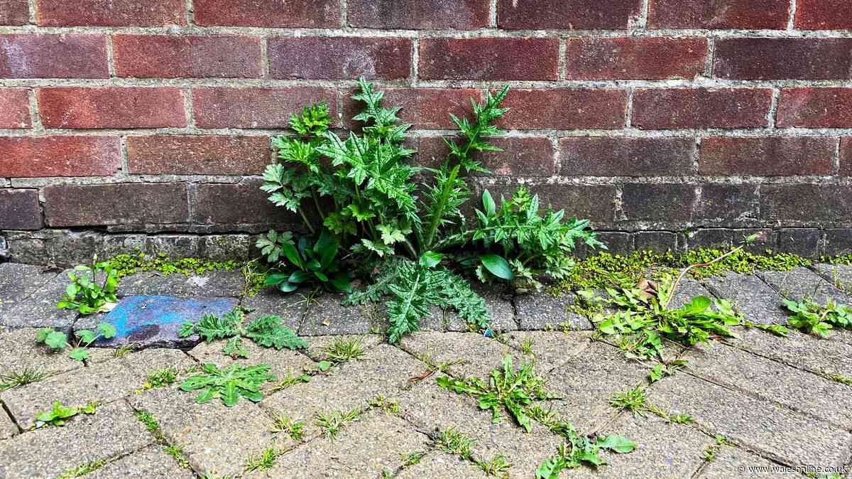 Weeds will shrivel up and die with cheap natural ingredients — no pulling needed
