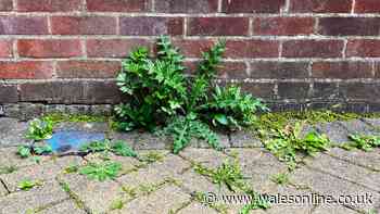 Weeds will shrivel up and die with cheap natural ingredients — no pulling needed
