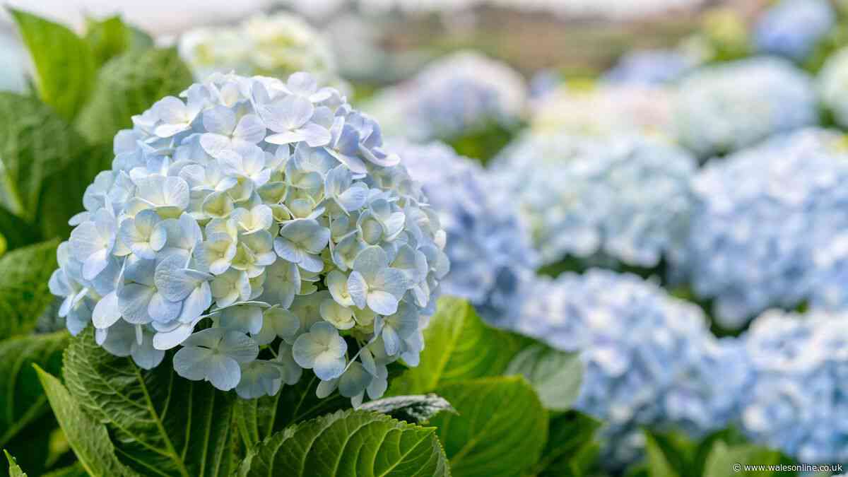 Hydrangeas will flourish in gardens if you plant 3 companion plants they adore