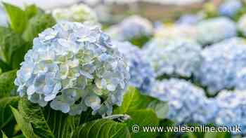 Hydrangeas will flourish in gardens if you plant 3 companion plants they adore