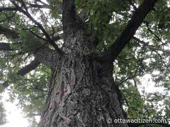 In the garden: Start with a native tree 