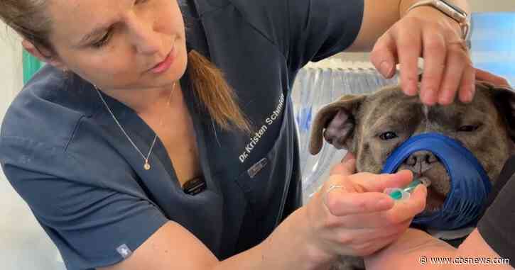 Nonprofit helps unhoused Georgia pet owners get care for their beloved animals