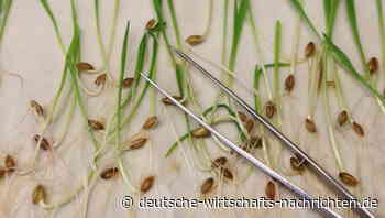 Gentechnik ohne Label: EU macht den Weg für neue Züchtungen frei