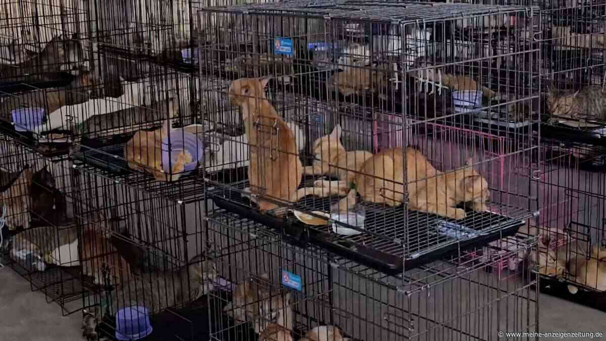 Mehr als 400 Tiere: Ermittlern gelingt historischer Schlag gegen illegalen Katzenfleisch-Ring