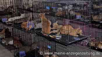 Mehr als 400 Tiere: Ermittlern gelingt historischer Schlag gegen illegalen Katzenfleisch-Ring