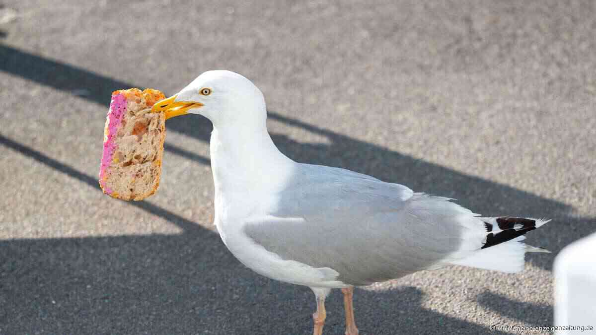 Möwen klauen Gästen das Essen vom Teller – doch die knallharte Reaktion des Wirts empört viele