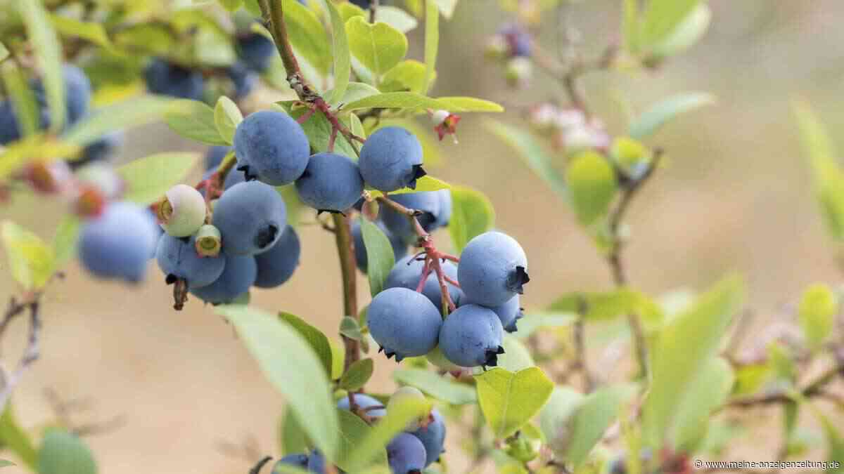 Diese Region in Deutschland wird im Sommer zum echten Heidelbeer-Paradies