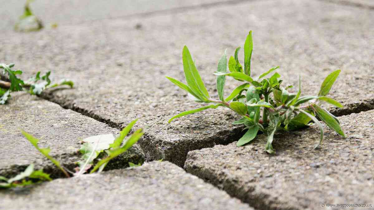 Weeds will disappear when sprayed with household ingredients — not vinegar