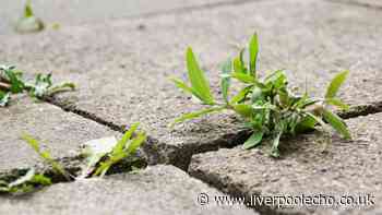 Weeds will disappear when sprayed with household ingredients — not vinegar