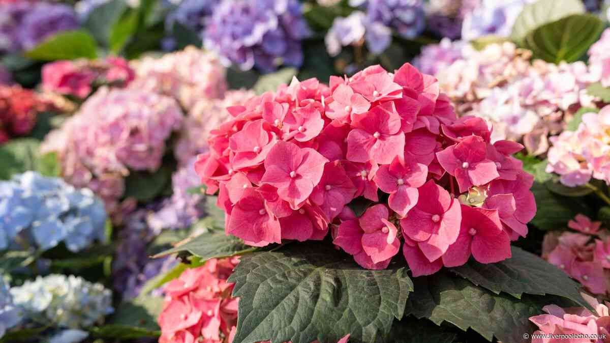 Hydrangeas will grow bigger and better if you add 3 companion plants to your garden