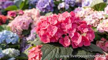 Hydrangeas will grow bigger and better if you add 3 companion plants to your garden