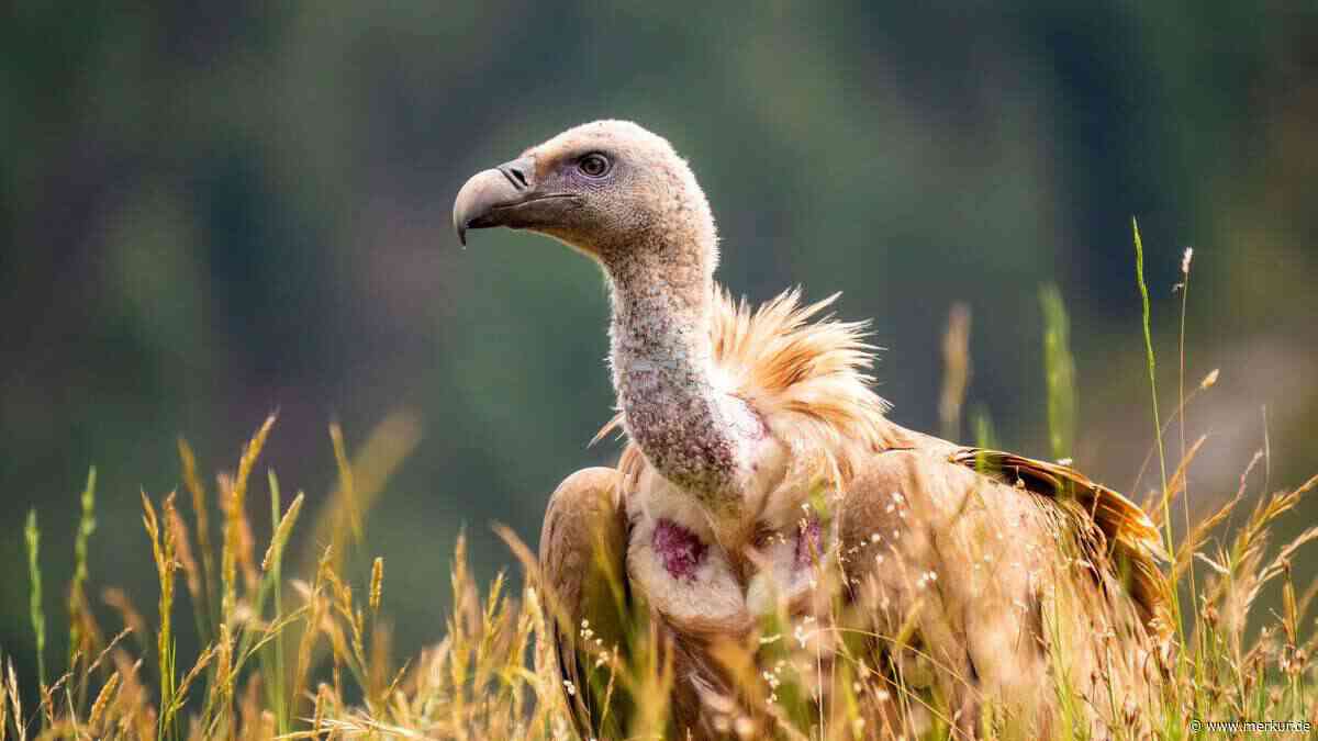 Seit Jahrhunderten bei uns ausgestorben – jetzt kreisen diese Vögel wieder über Deutschland