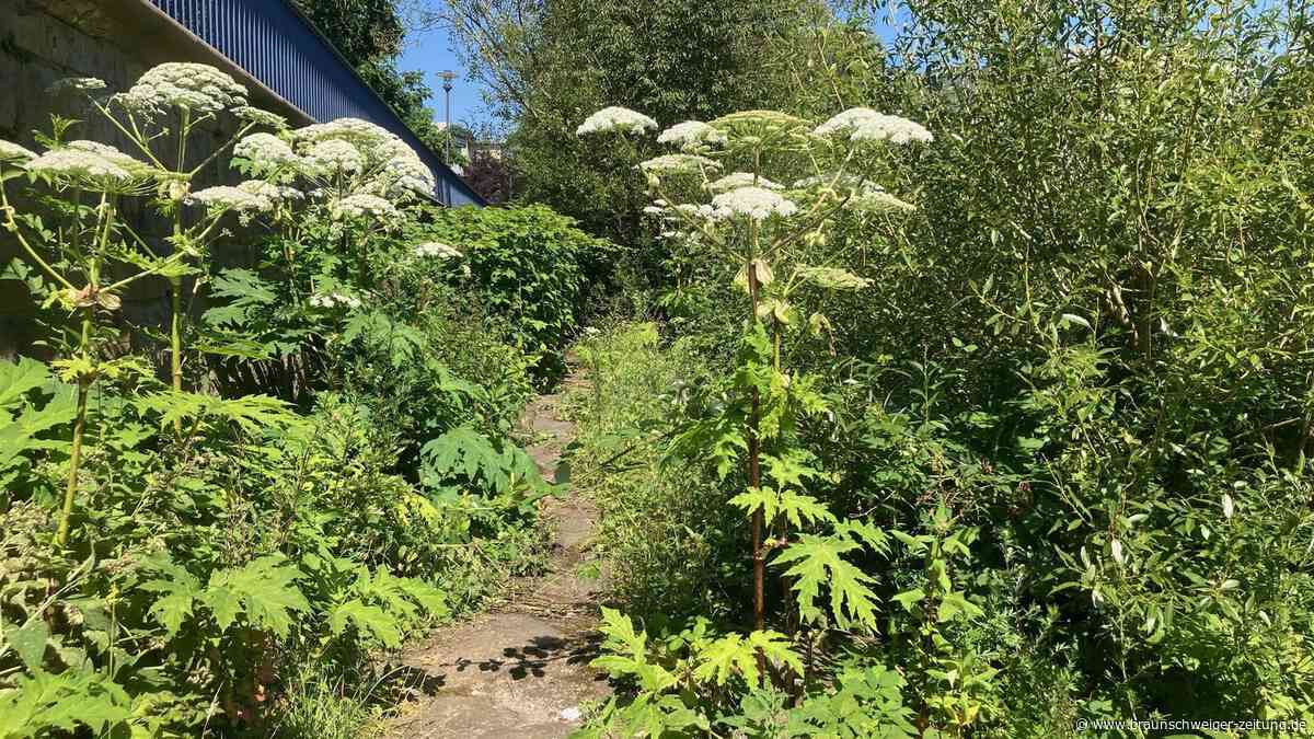 Riesenbärenklau-Alarm am Ölper See? Das sagt die Stadt Braunschweig