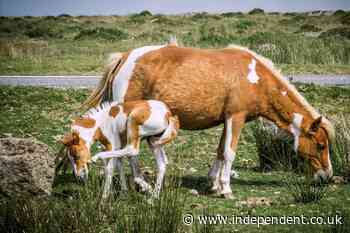 Dartmoor ponies declared ‘safe’ by Starmer ally after Natural England ‘blunder’ led to cull fears