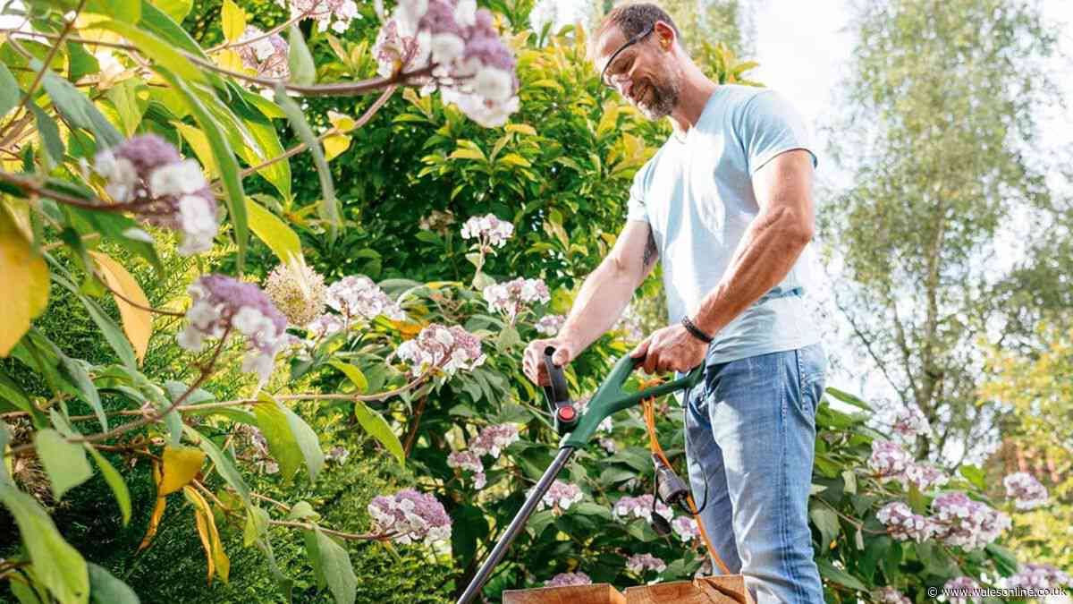 Gardeners snap up 'lightweight and sturdy' £30 electric grass strimmer