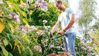 Gardeners snap up 'lightweight and sturdy' £30 electric grass strimmer
