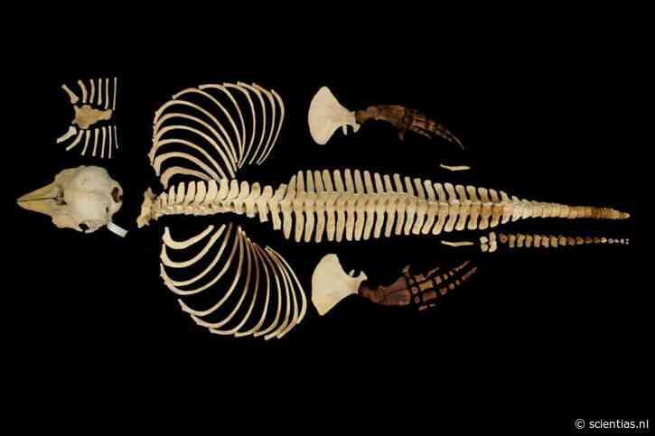 Een van ’s werelds zeldzaamste zeezoogdieren is nu volledig gedigitaliseerd
