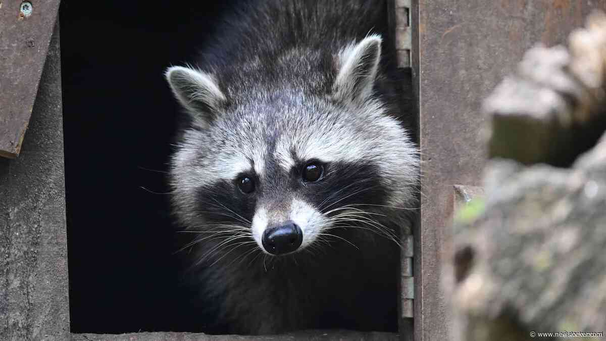 Limburg roept op verspreiding wasberen te stoppen: 'Hoort hier niet thuis'