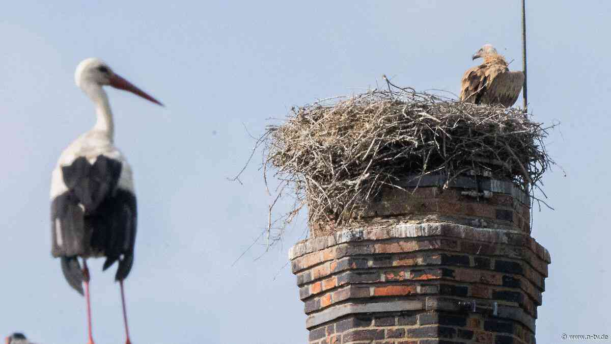 "Eltern-Störche waren machtlos": Gänsegeier frisst Jungtiere - Storchendrama bewegt Niedersachsen