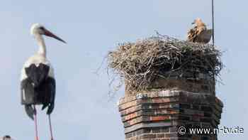 "Eltern-Störche waren machtlos": Gänsegeier frisst Jungtiere - Storchendrama bewegt Niedersachsen