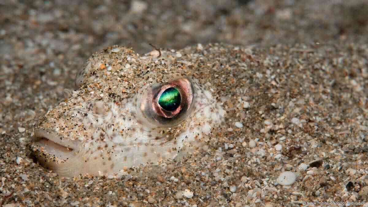 Invasion im Mittelmeer: Giftiger Fisch bedroht Urlauber und Einheimische