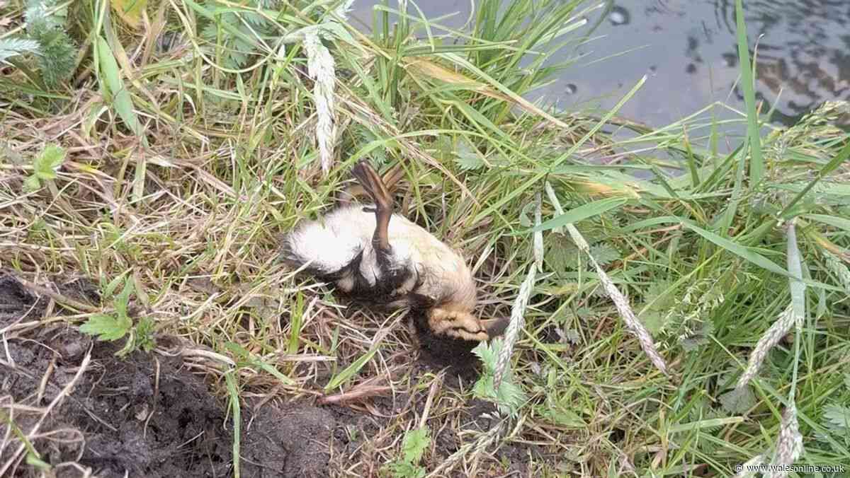 Children blamed as group of ducklings killed