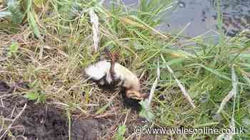 Children blamed as group of ducklings killed