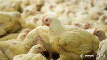 Hogere boetes voor bedrijven die dieren mishandelen: 'Rotte appels aanpakken'