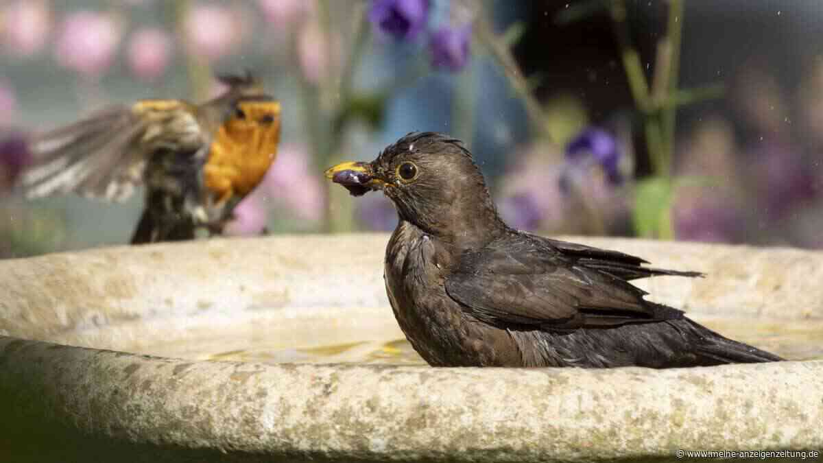 Vogeltränke im Garten: So wird sie zur sicheren Oase für durstige Vögel