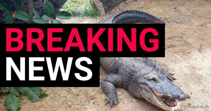 Boy, 3, fighting for life after being thrown into crocodile pit in UK zoo