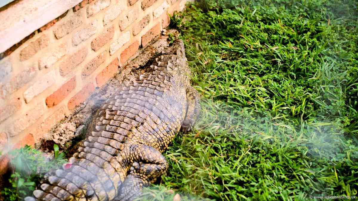 Boy, 3, in serious condition after being 'thrown into crocodile enclosure' at zoo as man arrested