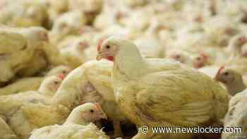 Hogere boetes voor bedrijven die dieren mishandelen: 'Rotte appels aanpakken'