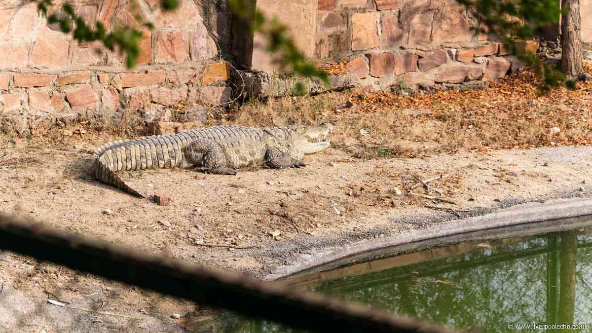 Boy, 3, in serious condition after being 'thrown into crocodile enclosure' at Johnsons Zoo