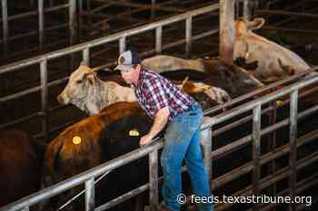 “Survival of the fittest”: Insiders say screwworm could improve the Texas cattle industry, beef