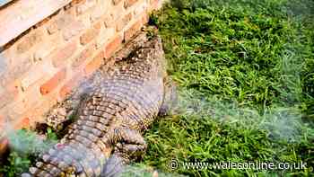 Attempted murder arrest made after boy, 3, seriously injured in crocodile pen at zoo