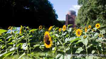 Warum eine New Yorkerin auf dem Gelände der Hammaburg Sonnenblumen pflanzt
